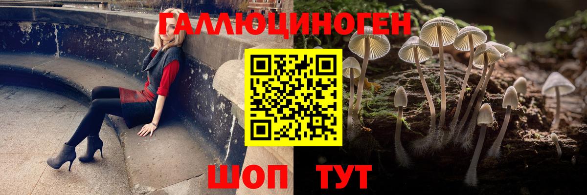 Псилоцибиновые грибы Psilocybine cubensis Кировск
